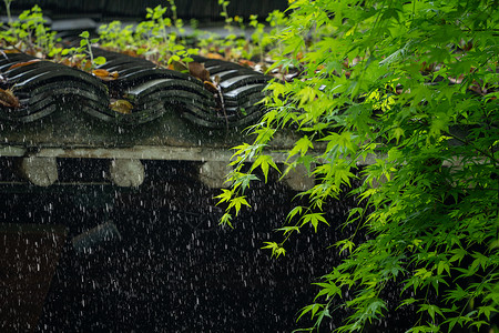 稻谷雨水春天雨水背景