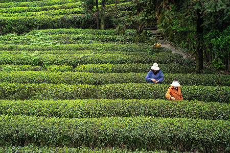 春天茶园采茶背景图片