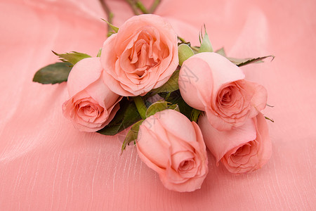 淡粉素材背景520粉色系玫瑰花特写背景