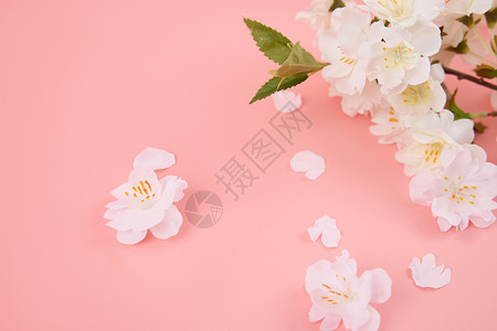 粉色樱花树枝樱花花枝和樱花特写背景