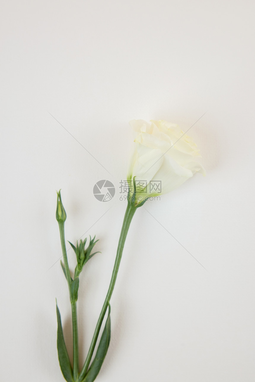 灰色背景墙前的一束白玫瑰图片