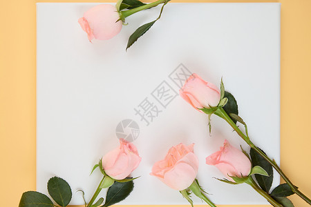 手账素材边框情人节粉色玫瑰花边框背景背景