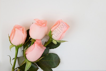 520粉色玫瑰花灰色背景图高清图片