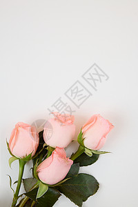 纯灰色背景图520粉色玫瑰花灰色背景图背景