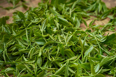 绿色茶叶素材春天茶叶制作背景