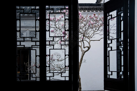 苏州园林字体苏州园林耦园窗户外的粉玉兰花背景