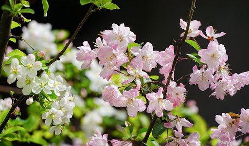 春天盛开的樱花和海棠花高清图片