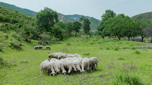 牧区内蒙古夏季草原牧场羊群背景