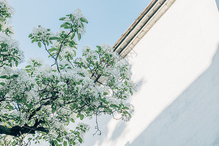 初夏新品初夏的福建福州三坊七巷百年流苏树背景