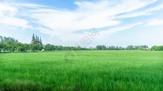 芒种节气手绘蓝天下的绿色稻田背景
