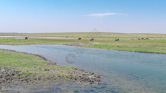 觅食记内蒙古草原春季河水牛群背景