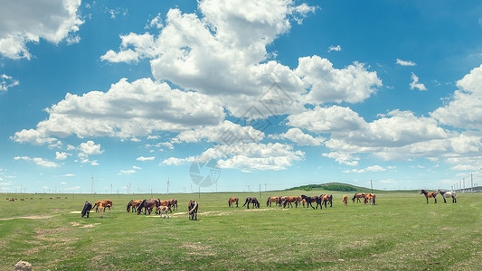 内蒙古夏季草原牲畜蓝天白云高清图片
