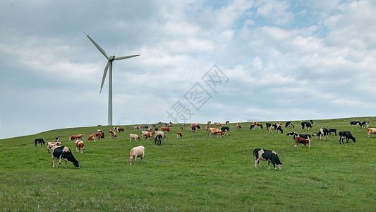 内蒙古夏季草原牲畜蓝天白云高清图片