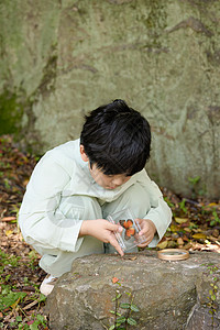 出游户外小男孩在植物园拿着放大镜观察蝴蝶标本背景