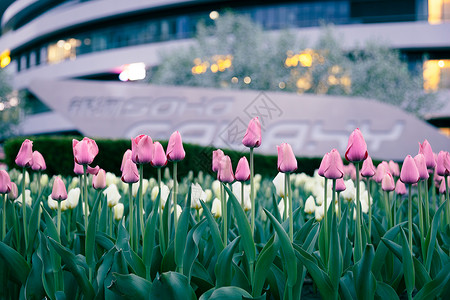 紫色郁金香花朵夕阳下北京银河soho的郁金香背景