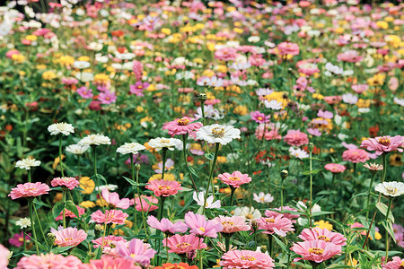 白色阳光素材充满生机的洋甘菊花丛背景