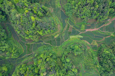 春的大地四川春天雅安大地指纹茶园茶山航拍背景