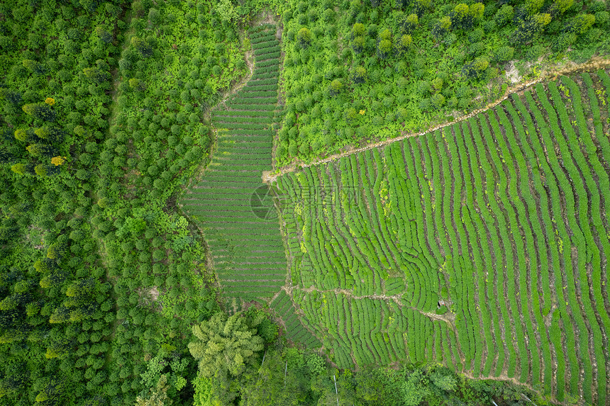 四川春天雅安牛碾坪茶园茶山航拍图片