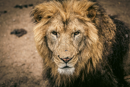 警惕狮子北京野生动物园狮子背景