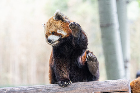 北京野生动物园网红小熊猫高清图片