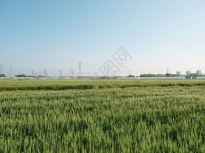 矢量田野绿油油的苏北冬季早小麦背景