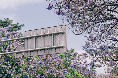 夏季美景夏季唯美昆明蓝花楹背景