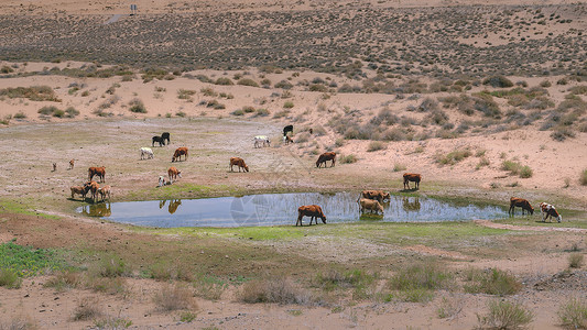 内蒙古阿拉善沙漠牛群小河植被背景