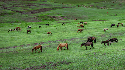 内蒙古辉腾锡勒草原夏季风光高清图片