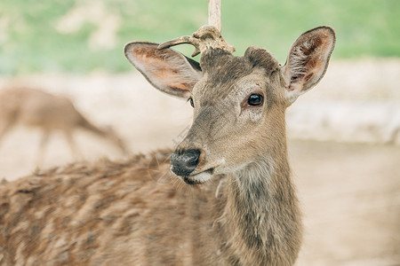 北京野生动物园网红鹿图片素材