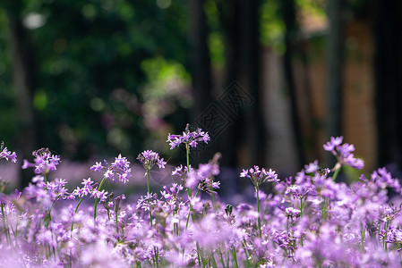 破土生长夏天的紫娇花背景