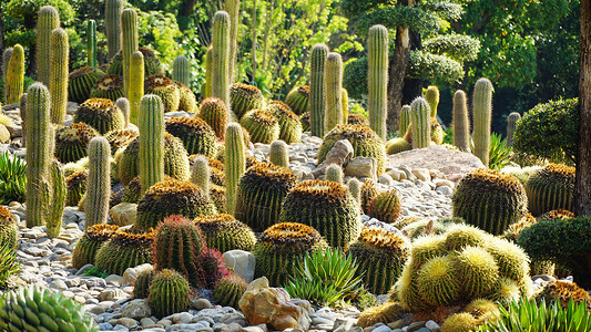 仙人球植物云南太平湖森林公园风光背景