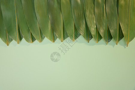 绿色背景下整齐的粽叶高清图片