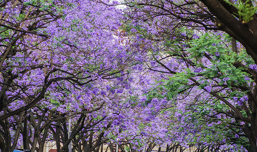 紫色素材昆明蓝花楹风光背景