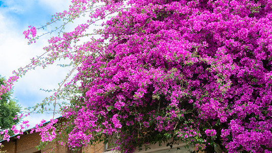 紫色的树初夏盛开的三角梅风光背景