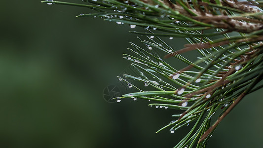 春雨松树树枝露水图片