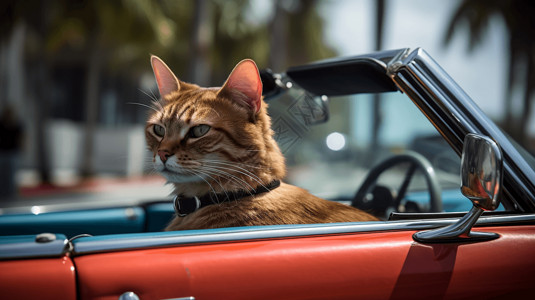 缅因猫驾驶敞篷车高清图片