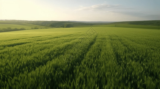 农林灌溉一片广阔起伏的农作物背景