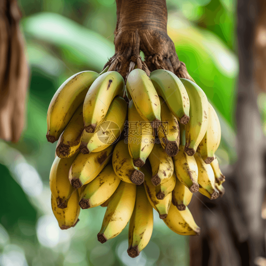 一串成熟的香蕉特写图片