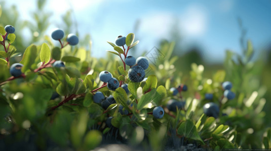 背景深蓝色在成长中的蓝莓背景