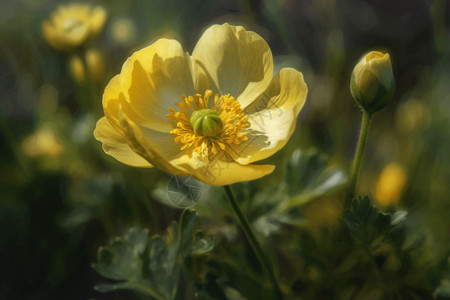 印象派风格明亮的黄色小花背景图片