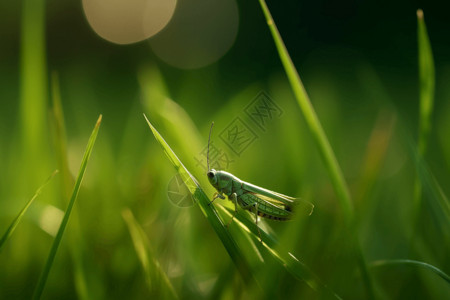 螳螂捕蝗虫草上的蚂蚱设计图片