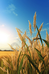 成熟的麦田成熟稻秆的特写设计图片