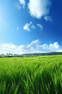 夏天稻田稻田上的蓝天背景