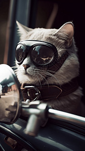 戴墨镜的猫开车戴防风镜的猫咪背景