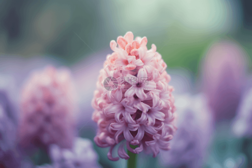 风信子鲜花图片