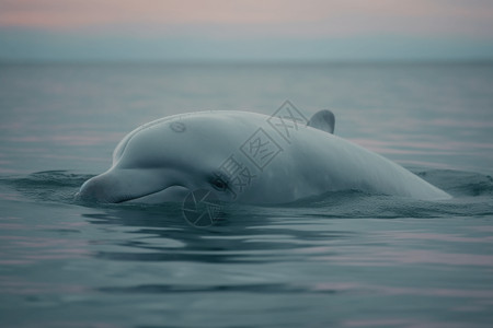 北极水域上的白鲸波浪高清图片素材