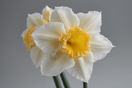 春季盛开的水仙花背景图片