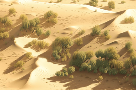 沙漠的绿植图片