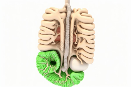 消化系统图片