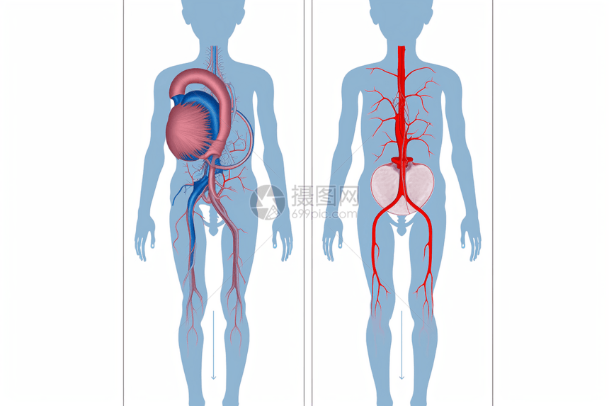 内脏循环系统图片